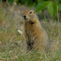 Free ebook about animals